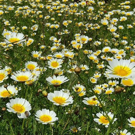 EDIBLE CHRYSANTHEMUM Shungiku - Chrysanthemums