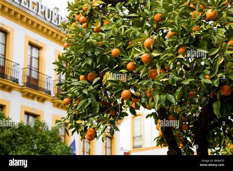 Fruiting orange fruit tree / trees growing on the street in Seville ...