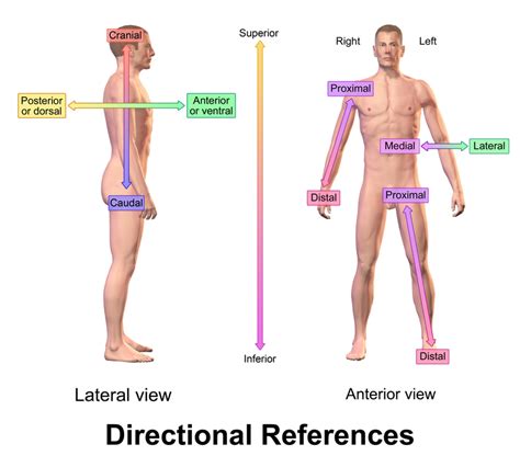 Use Anatomical Terms to Describe the Location - ShaniakruwGriffith