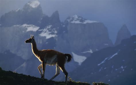 Lama Full HD Fond d'écran and Arrière-Plan | 1920x1200 | ID:384246