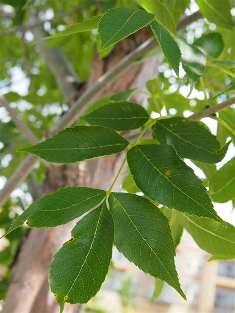 Kinghorn Gardens » Emerald Ash Borer: Don’t Panic, Plant!