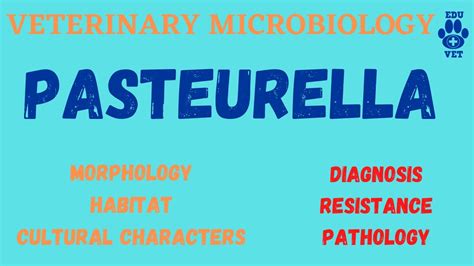 Pasteurella|Microbiology - YouTube