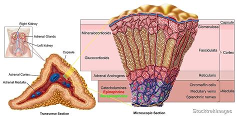 "Anatomy of adrenal gland, cross section." by StocktrekImages | Redbubble