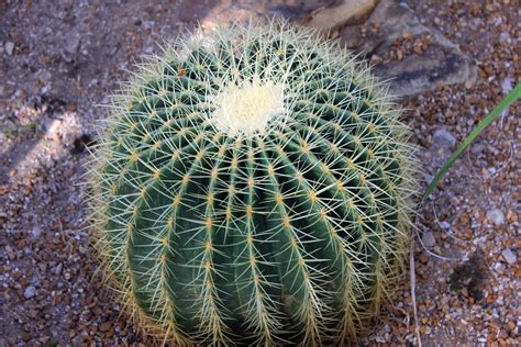 Images Gratuites : la nature, cactus, fleur, botanique, flore, faune, Pointes, les épines ...