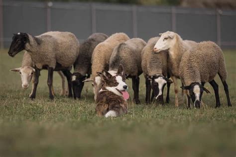 Herding dogs: Bearded Collie, Berger Picard, Finnish Lapphund