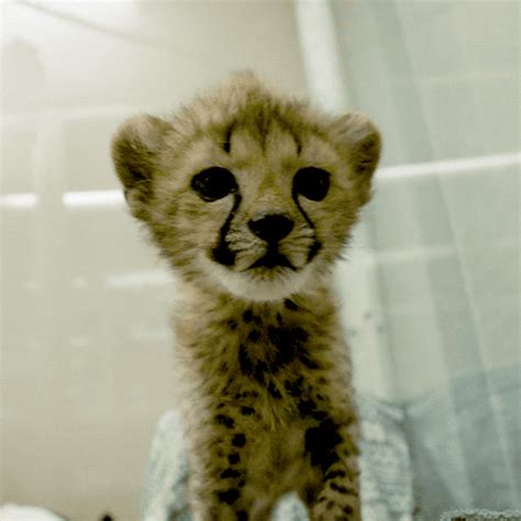 Pin by Nanette Gilligan on Cat | Baby cheetahs, Baby animals super cute, Cute baby animals