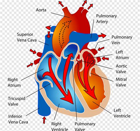 Anatomie Herz Kreislauf System - Captions Quotes