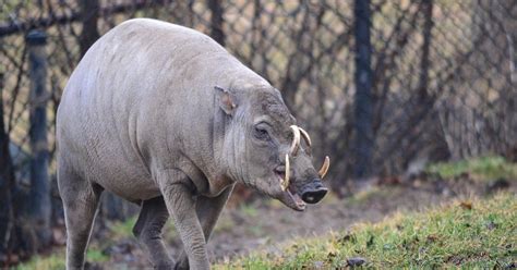 The Creature Feature: 10 Fun Facts About the Babirusa | WIRED