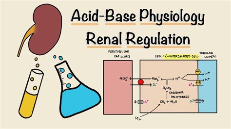 Acid Base Physiology | Part Three | Renal Regulation | Acidification of ...