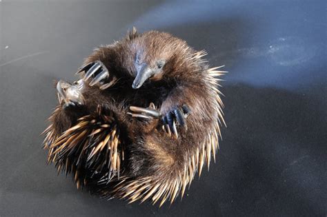 Short-beaked Echidna - The Australian Museum