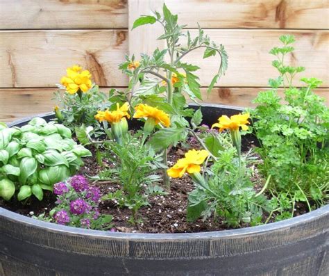 10 Best Tips To Grow Tomatoes In Container | Crafty For Home