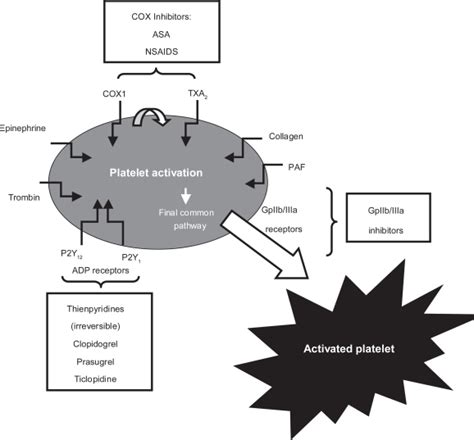 Pathways of platelet activation and mechanism of action of antiplatelet ...