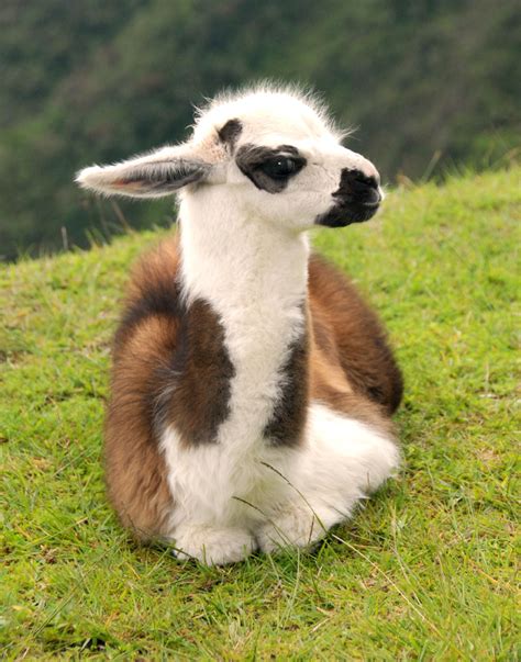 1000+ images about Llama Drahma on Pinterest | Llamas, Alpacas and Baby alpaca