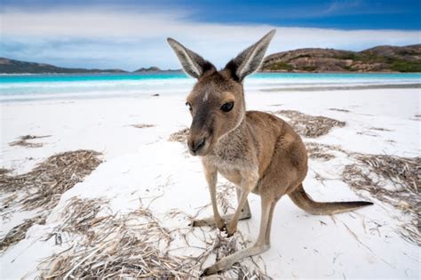 Premium Photo | Kangaroo at lucky bay in the cape le grand national