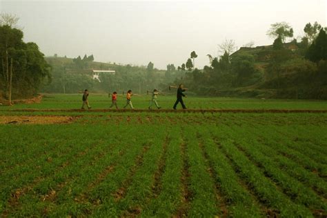 Rice genetics placed in global data pool to help develop sustainable ...