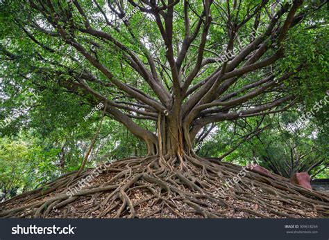 22,129 Banyan Tree Roots Royalty-Free Images, Stock Photos & Pictures ...