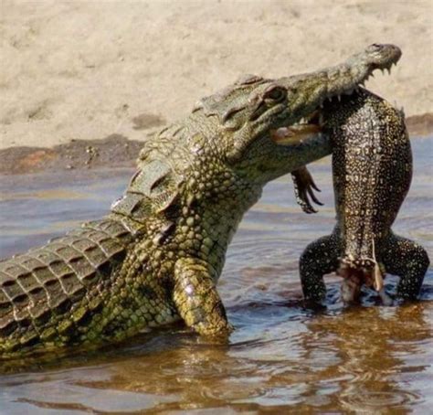 A Nile crocodile taking out a Nile monitor, likely the most virulent predator of Nile croc eggs ...