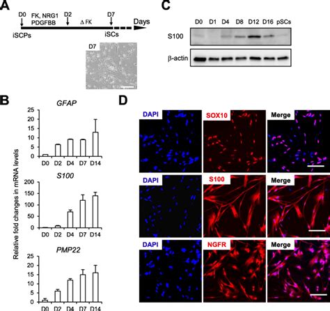 Differentiation of iSCPs into Schwann cells. a Schematic diagram of the... | Download Scientific ...