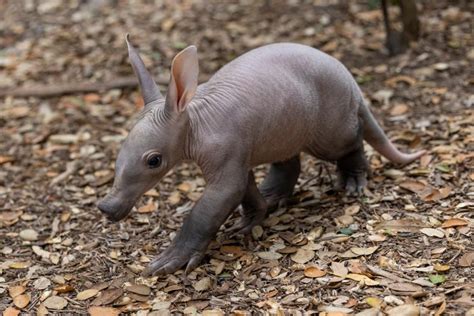 San Diego Zoo welcomes first aardvark birth in almost 40 years