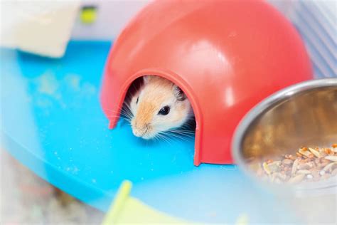 Gerbil Cage Setup - Create the Perfect Habitat for Your Gerbil - The Pet Savvy