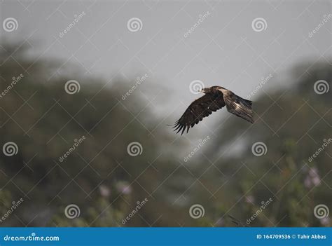 Steppe eagle Flying stock photo. Image of animal, freedom - 164709536