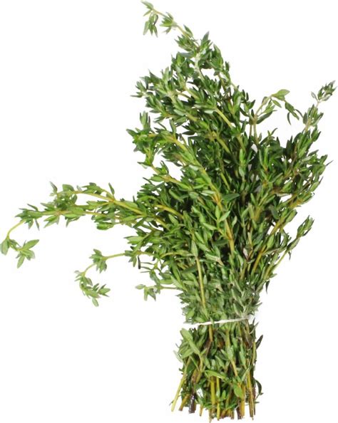 THYME- Fresh Herbs 1lbs - LA Food Service