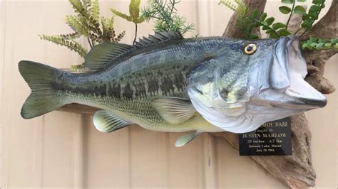 Largemouth Bass Fish Mount Replica by Coast to Coast Fish Mounts - YouTube