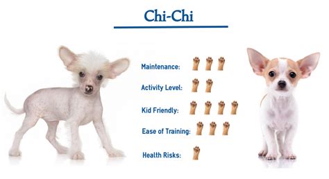 The Chi-Chi Dog…. Everything You Need to Know at a Glance!