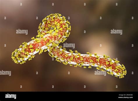 Marburg virus, illustration Stock Photo - Alamy