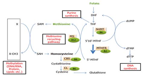 Folate, MTHFR Gene and Heart Health