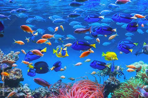 Colorful schools of tropical fish. Underwater coral reef background ...