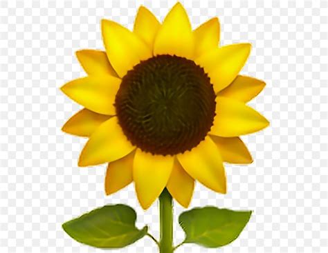 Emoji Common Sunflower Sticker IPhone, PNG, 528x636px, Emoji, Apple Color Emoji, Common ...