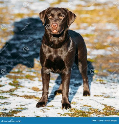 Beautiful Brown Dog Lab Labrador Retriever Stock Image - Image of funny ...