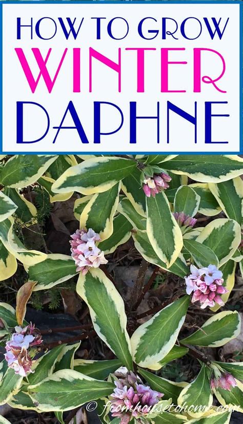 How To Grow A Daphne Plant That Will Fill Your Garden With Fragrance ...