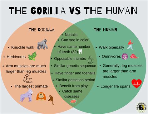 The gorilla versus the human | Dian Fossey