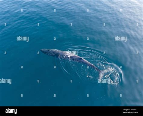 An Omura's whale, Balaenoptera omurai, breathes at the surface of the ...