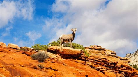 The Traveler's Guide to Zion National Park Wildlife - Mortons on the Move