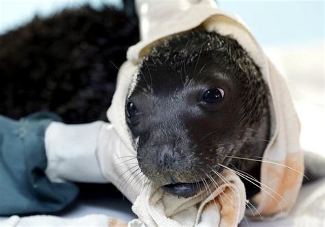 Mediterranean Monk Seal – "OCEAN TREASURES" Memorial Library