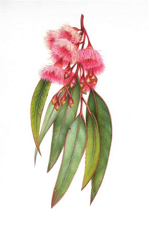 Ironbark Eucalyptus ~ Botanical Study-0 | Flower drawing, Australian ...