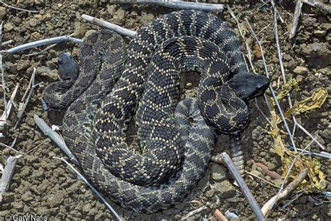 Southern Pacific Rattlesnake - Crotalus oreganus helleri