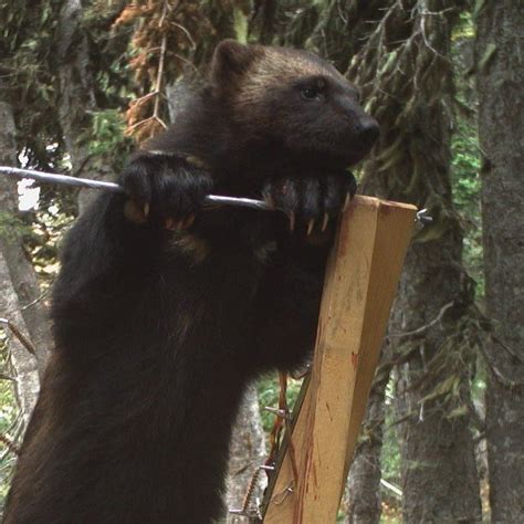 Photo: Van the Wolverine Photographed at Mount Rainier National Park | The Daily Chronicle