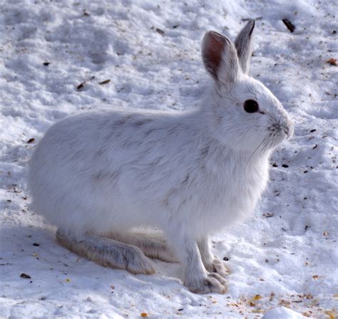 Taiga Animals- Mammals, fishes, insects, reptiles & birds.