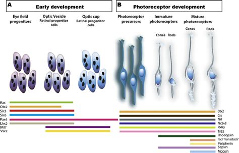 Transcriptional control of photoreceptor development. A . Schematic... | Download Scientific Diagram