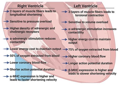 Frontiers | Physiology of the Right Ventricle Across the Lifespan