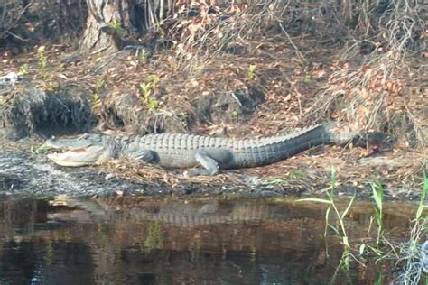 Georgia Wildlife: A Guide To Explore The Best On Your U.S. Trip