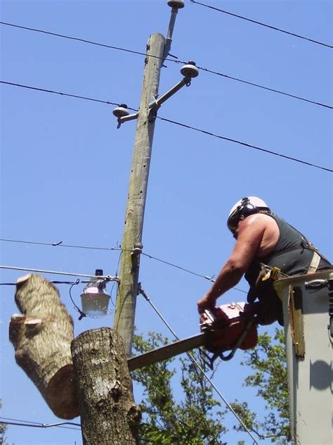 tree_removal | Totally Trees