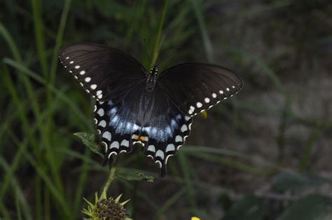 Spicebush Swallowtail | WINGSPAN: 3-4 in. HOST PLANT: Spiceb… | Flickr