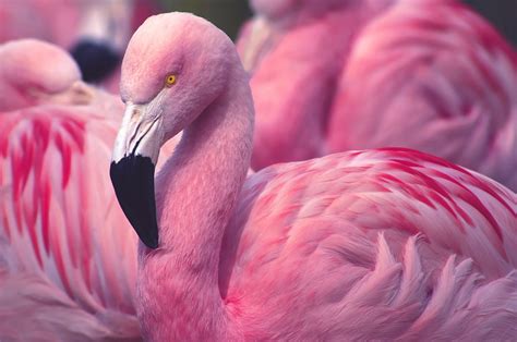 flamant, flamant rose - animaux fond d’écran (41201107) - fanpop