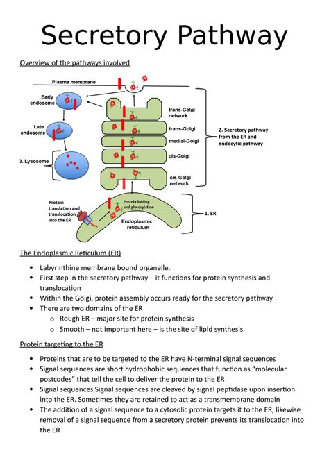 Secretory Pathway-6 - Lecture notes 6 - Secretory Pathway Overview of ...