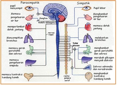 JALUR SYARAF DI TULANG BELAKANG (VERTEBRE)